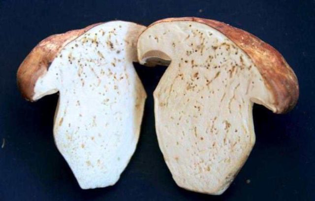 Есть ли глисты в белых грибах и как их вывести
