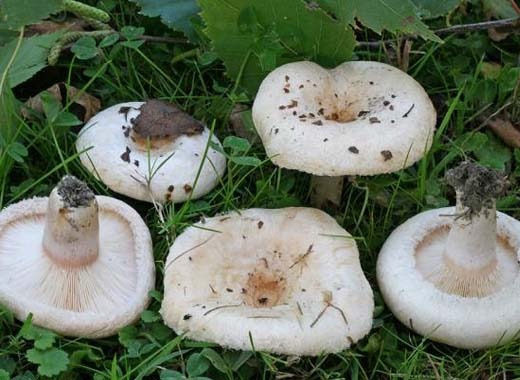 Белые грибы (белые волны): рецепты и способы приготовления грибных блюд