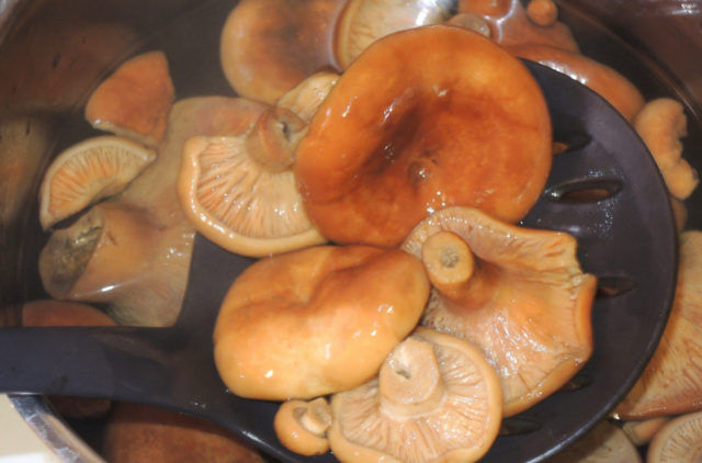 Нужно ли замачивать грибы перед засолкой и жаркой