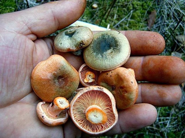 Почему грибы позеленели