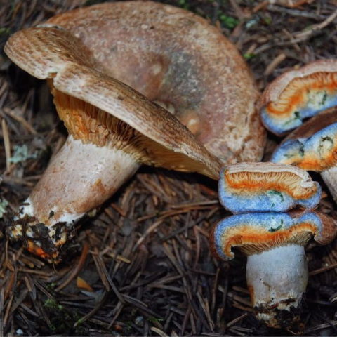 Синий имбирь: почему гриб синеет и что делать