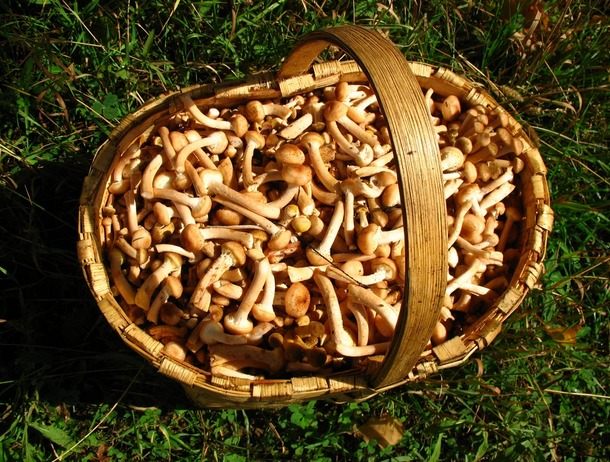 Сколько хранятся грибы после сбора: сырые, вареные, маринованные